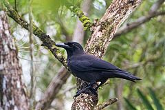 Jamaican Crow